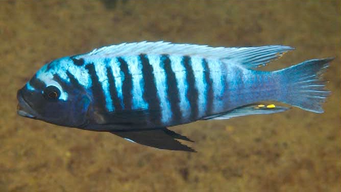 Maylandia tarakiki 'Higga Reef'